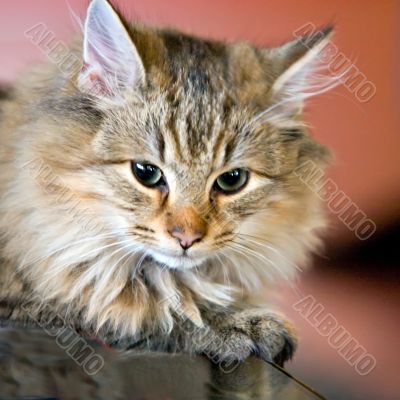Portrait of a cute kitten