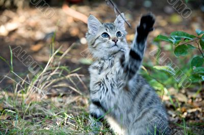 Outside Portrait of a cute kitten playing