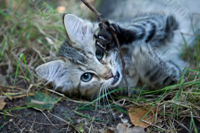 Outside Portrait of a cute kitten playing