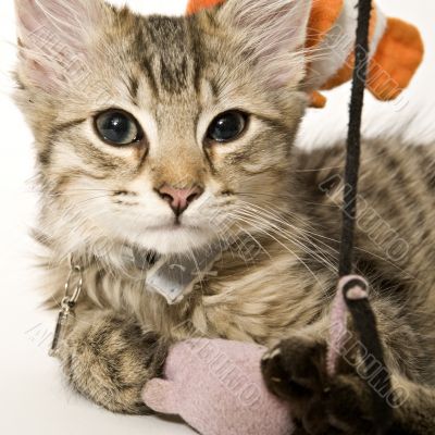 Portrait of a cute kitten