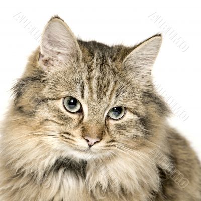 Very cute long haired kitten