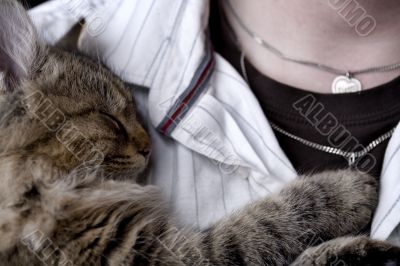 Kitten resting on chest