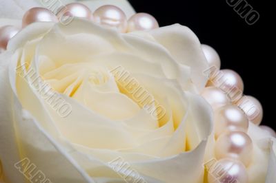 White rose with pearls