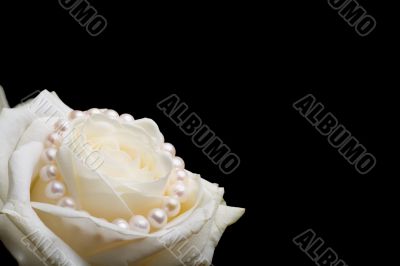 White rose with pearls