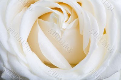 Sexy white rose