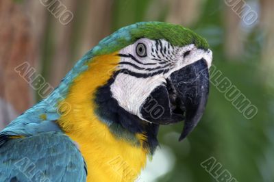 Colorful Macaw