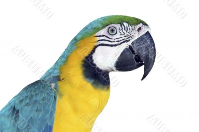 Colorful Macaw