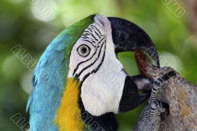 Colorful Macaw