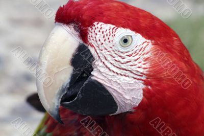 Red Macaw