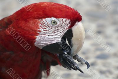 Red Macaw