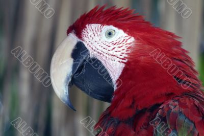 Red Macaw