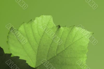 Beautiful background leave