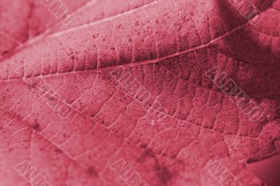 Beautiful background leave