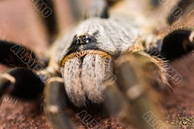 Baboon spider