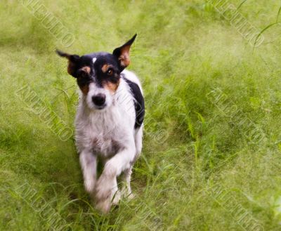 terrier running