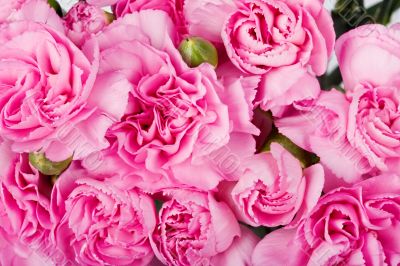 background carnations