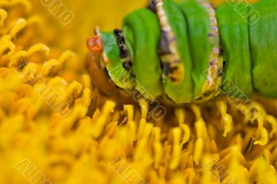 Swallowtail larva