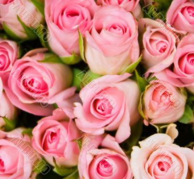 Rose background