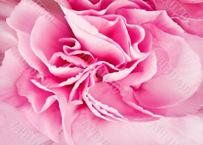 background carnation