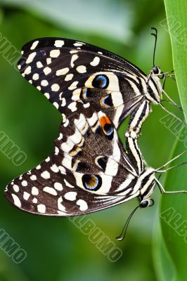 Swallowtail butterfly