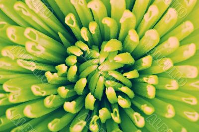 Abstract flower