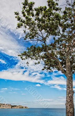 Lonely tree by the sea