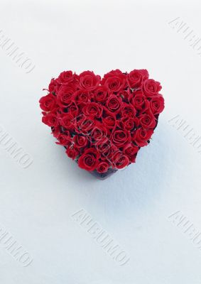 valentine`s heart in roses