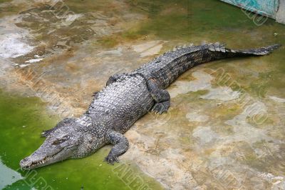crocodile