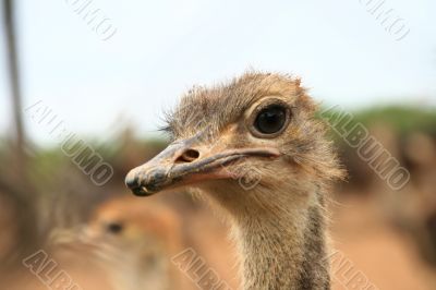 ostrich