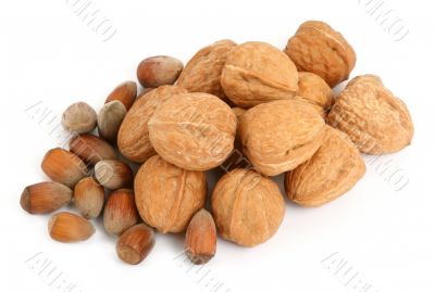 group of walnuts and hazelnuts