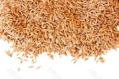 Caraway - cumin - seeds scattered on white