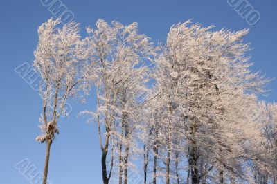 Frozen trees