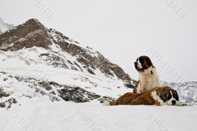 St. Bernardine dogs in Swiss Alps