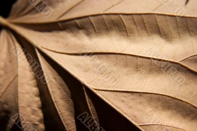 Leaf