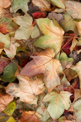 Leaves