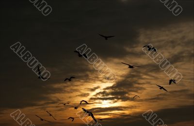 Birds