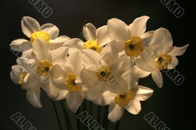 Narcissuses.