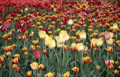 Tulips.