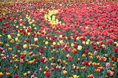 Tulips.