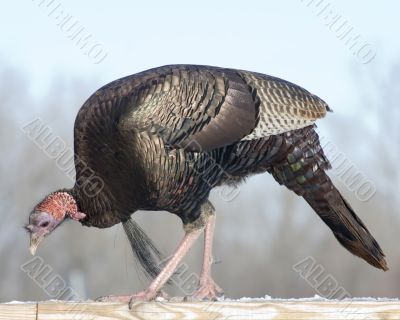 Wild Turkey