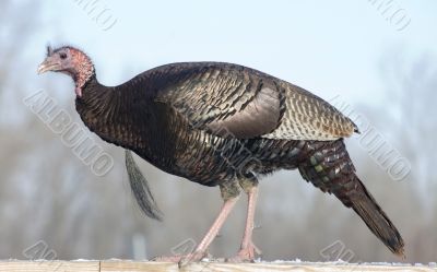 Wild Turkey