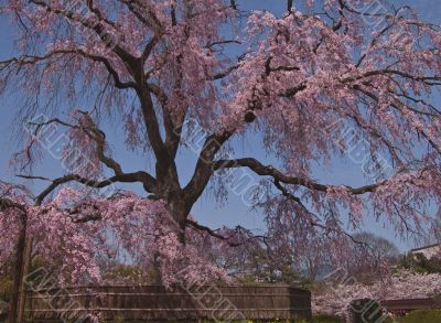 Beautiful Japanese spring