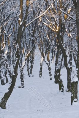 Forest in winter