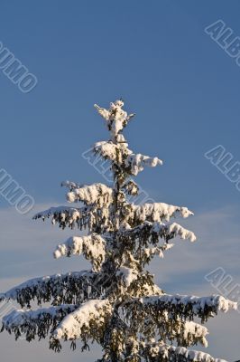 Fir tree in winter