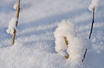 Winter detail