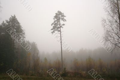 Lonely pine in a foggy wood