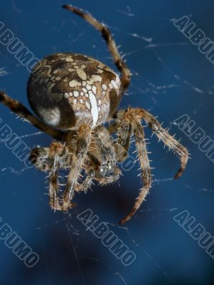 Spider