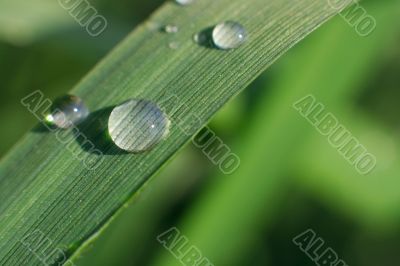 Grass