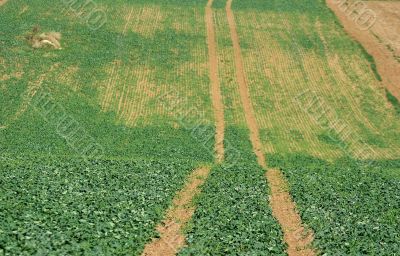Agriculture