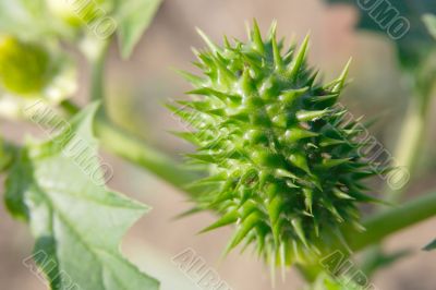 Plant